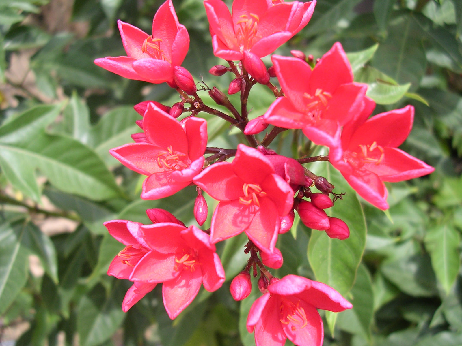 curacao flowers